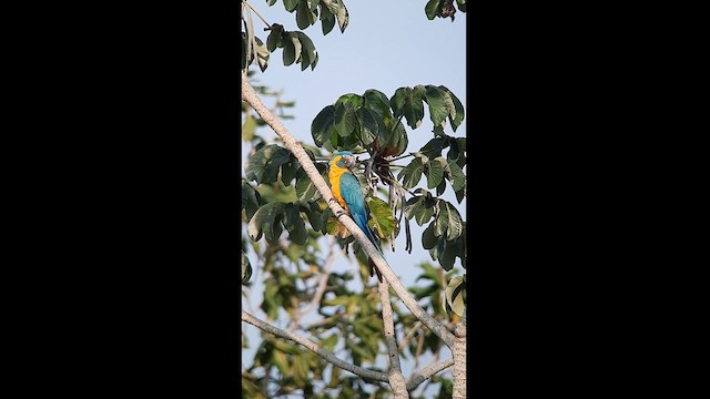 Blue-throated Macaw - ML608890431