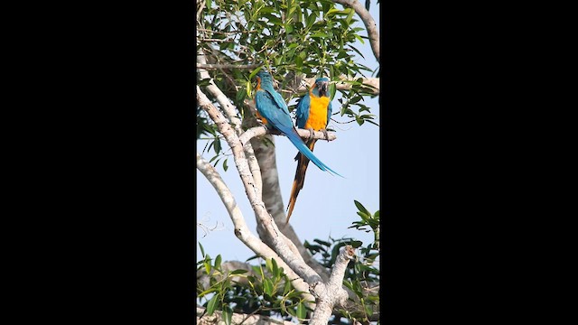 Blue-throated Macaw - ML608890436
