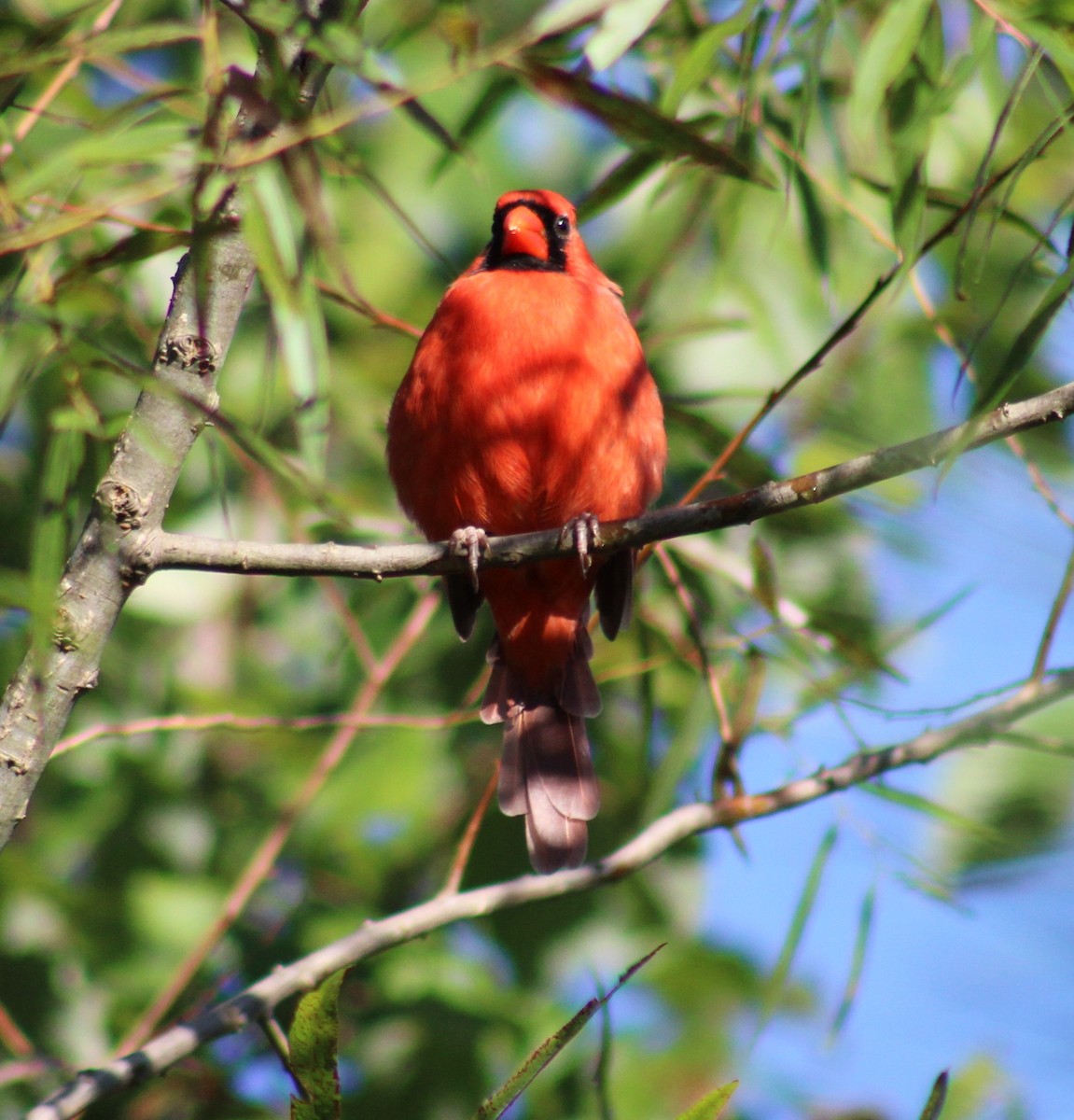 Northern Cardinal - John Bird