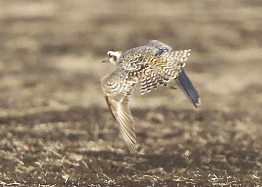 American Golden-Plover - Sparrow Claw