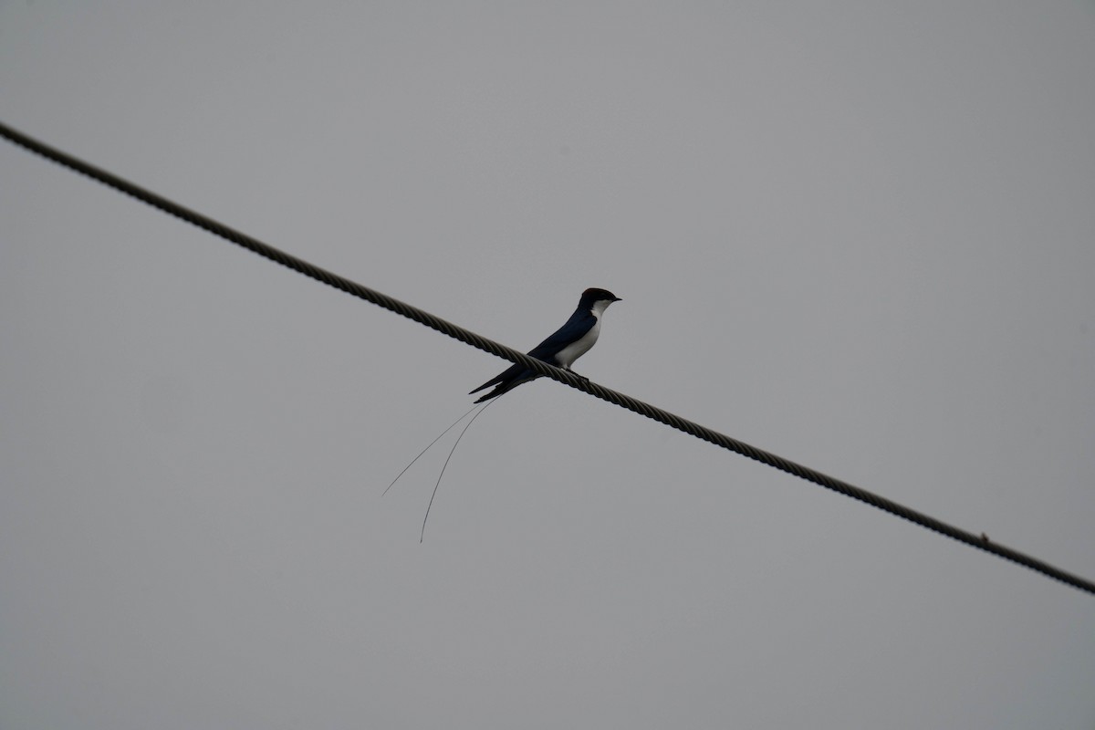 Wire-tailed Swallow - ML608890729