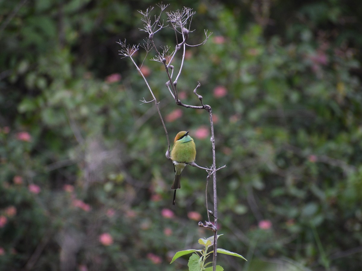 Asian Green Bee-eater - Abha Gupta