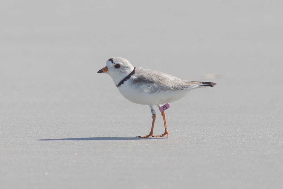 Piping Plover - ML60889111