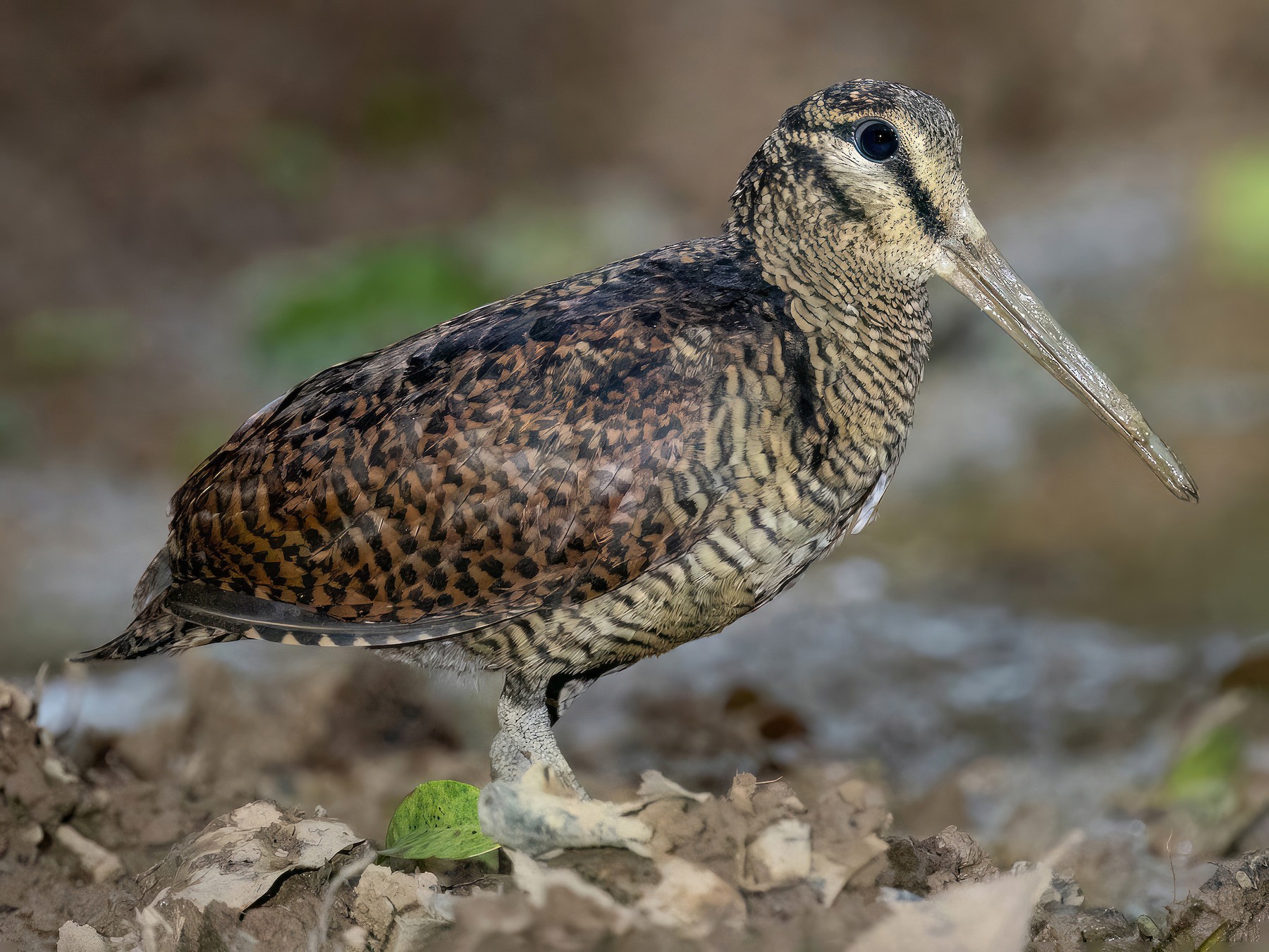 Bukidnon Woodcock - Chris Venetz | Ornis Birding Expeditions