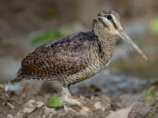  - Bukidnon Woodcock