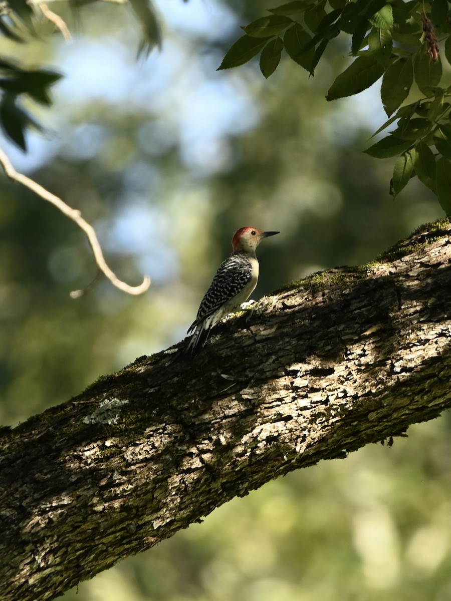 Red-bellied Woodpecker - ML608891496