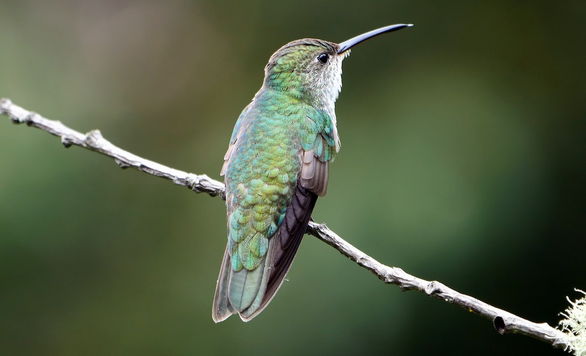 kolibřík zelenobílý - ML608891513