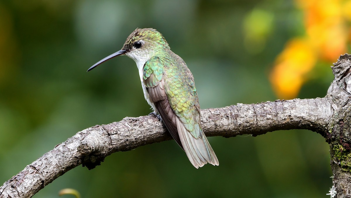 kolibřík zelenobílý - ML608891514