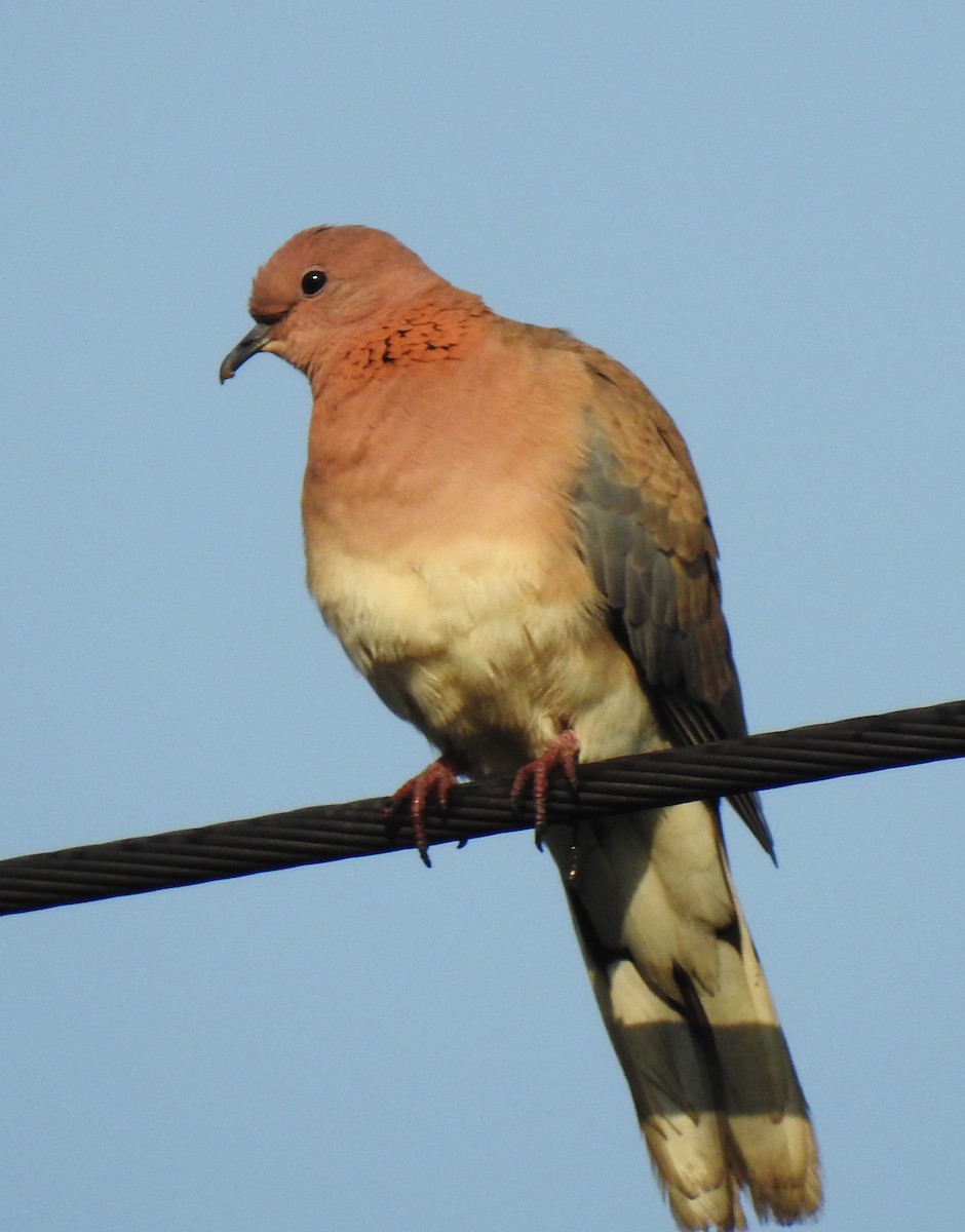 Laughing Dove - ML608891622