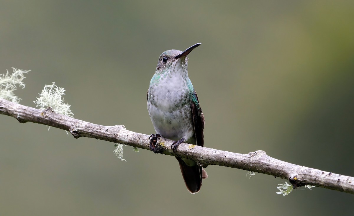 kolibřík zelenobílý - ML608891624