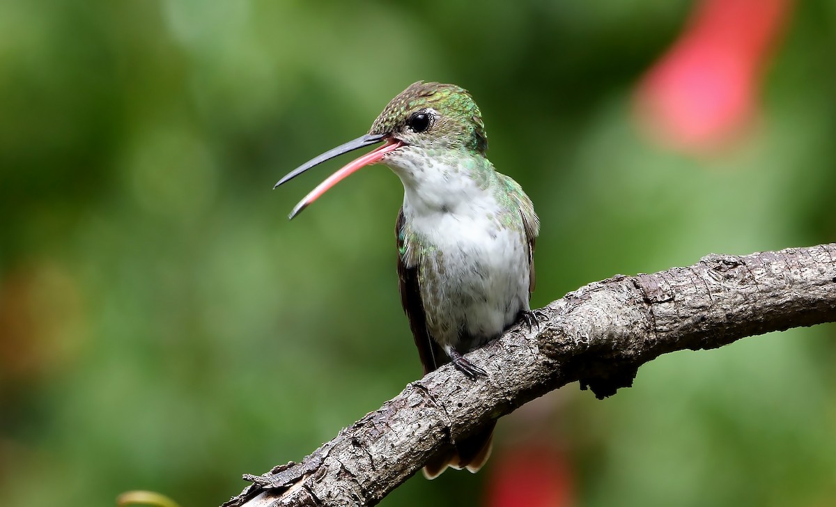 Green-and-white Hummingbird - ML608891625