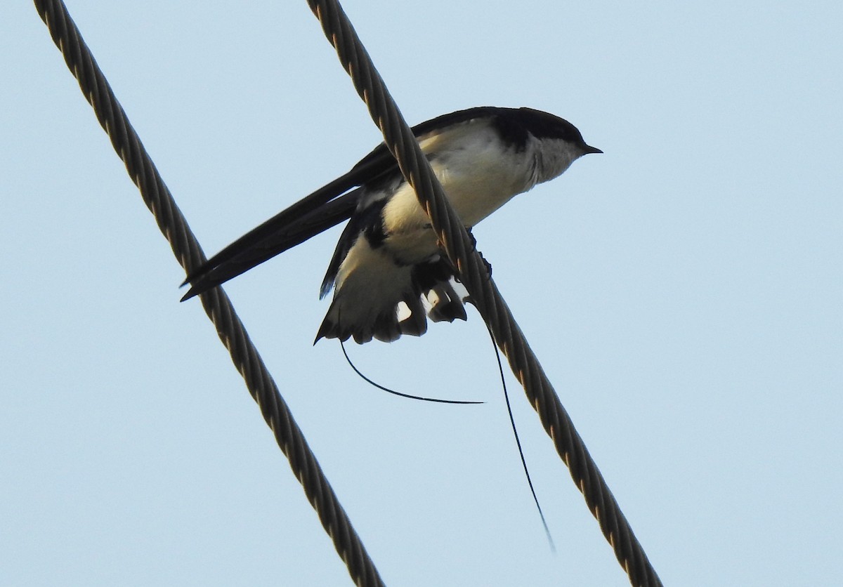 Wire-tailed Swallow - ML608891693