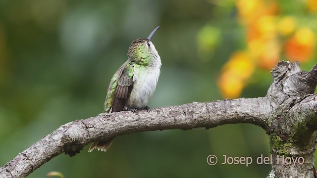 Green-and-white Hummingbird - ML608892032