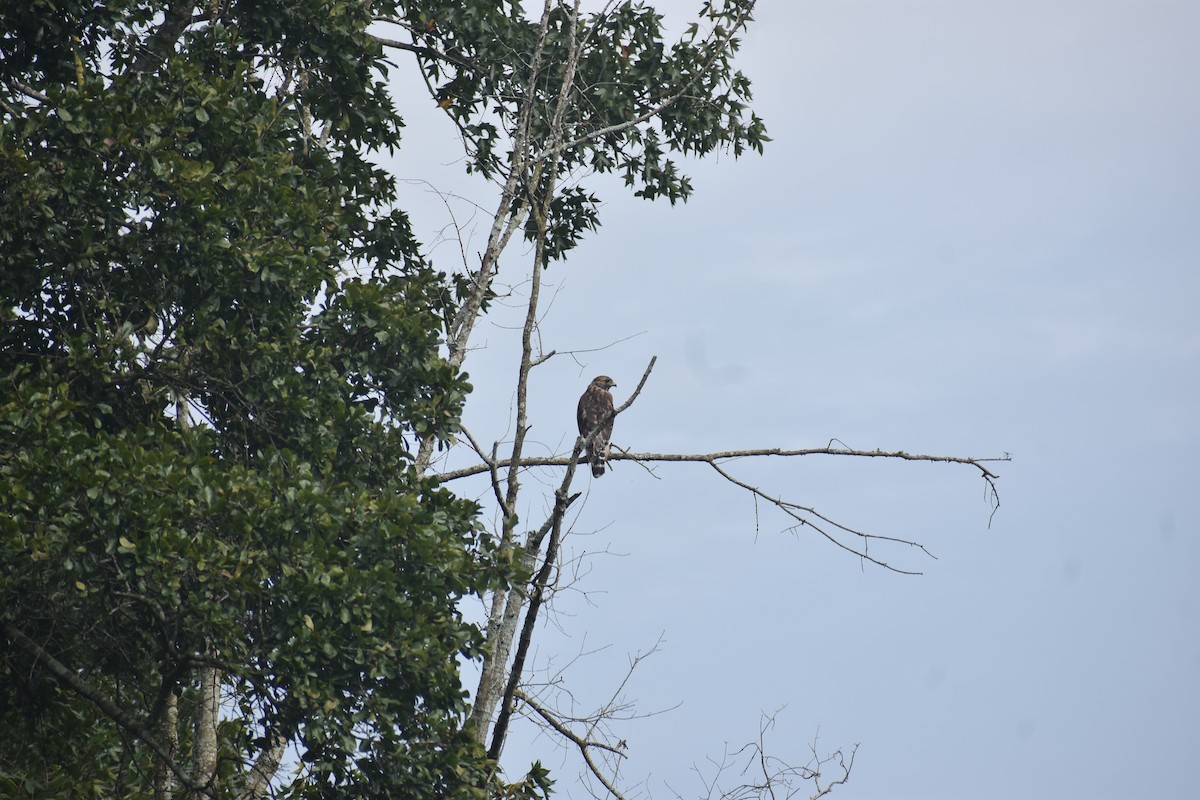 Red-tailed Hawk - ML608892181
