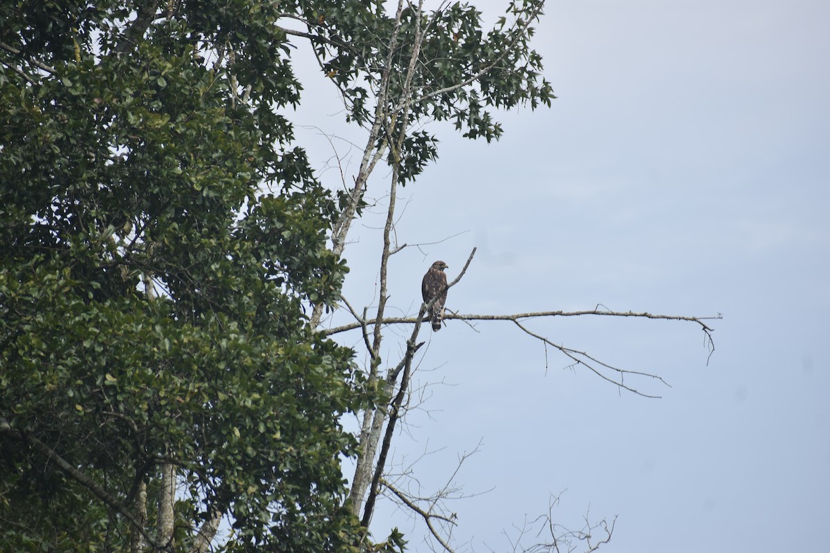 Red-tailed Hawk - ML608892182