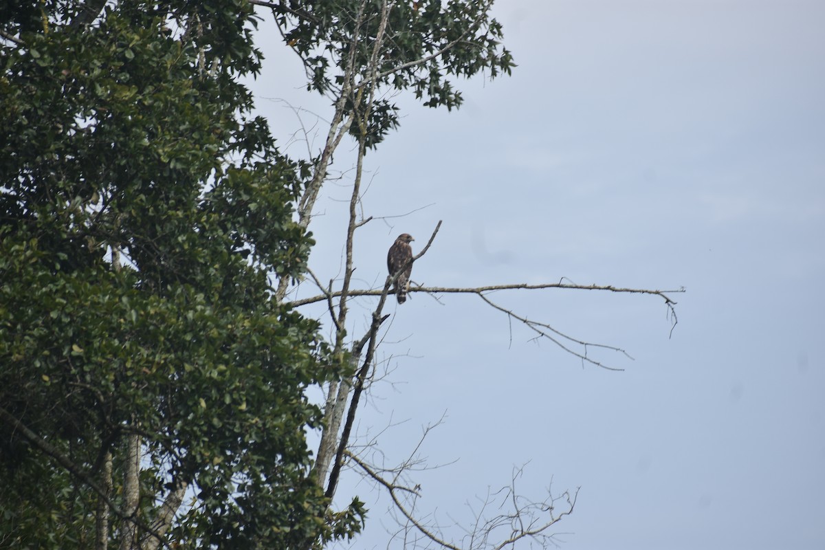 Red-tailed Hawk - ML608892183