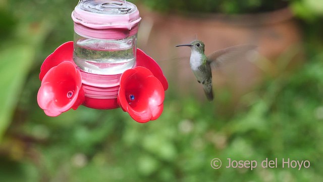 Green-and-white Hummingbird - ML608892924