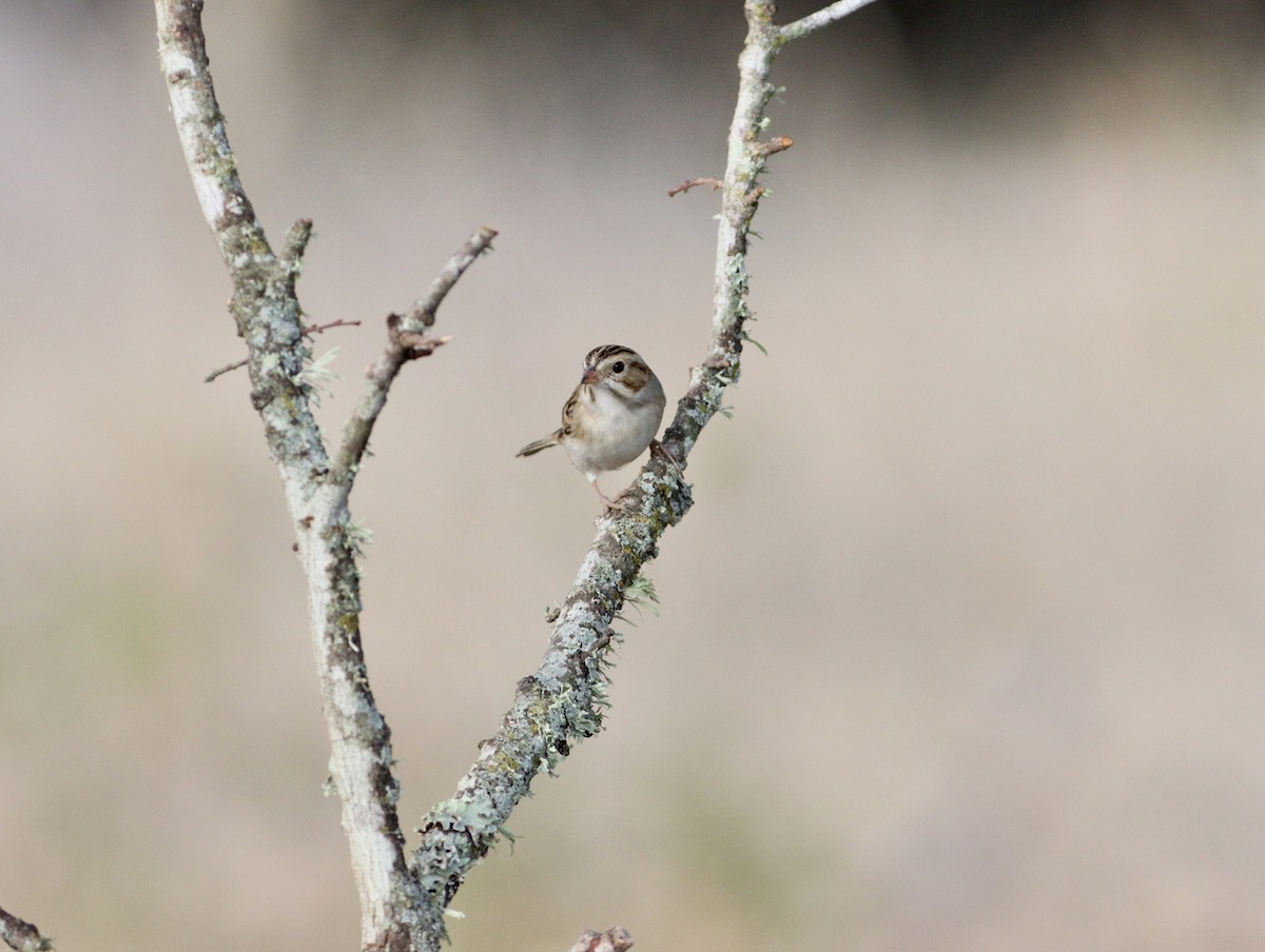 Clay-colored Sparrow - ML608893125