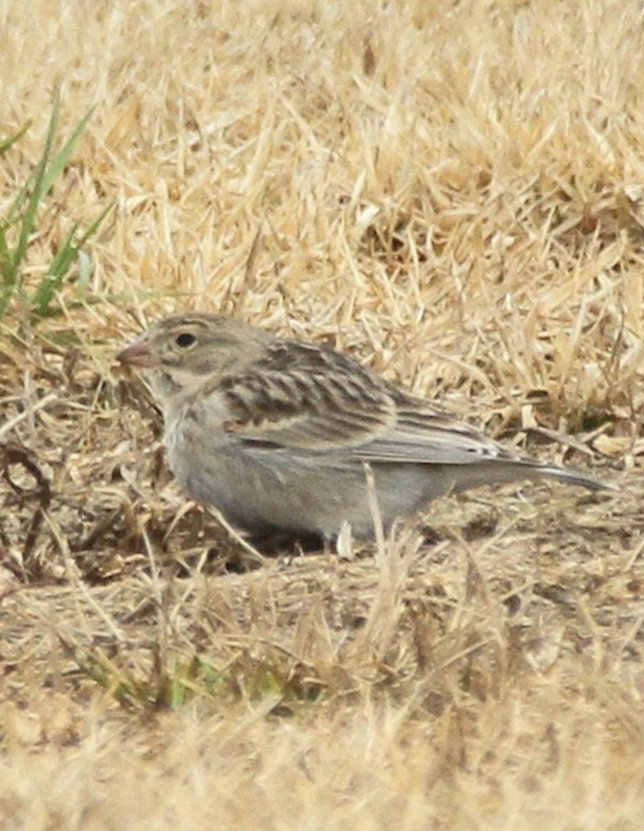 Thick-billed Longspur - ML608893323
