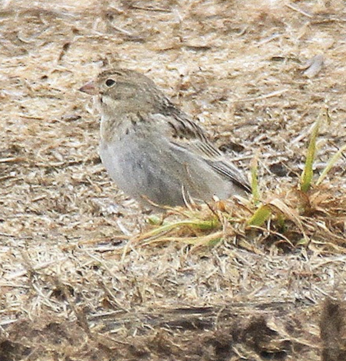 Thick-billed Longspur - ML608893324