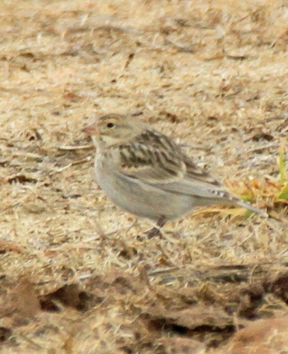 Thick-billed Longspur - ML608893325
