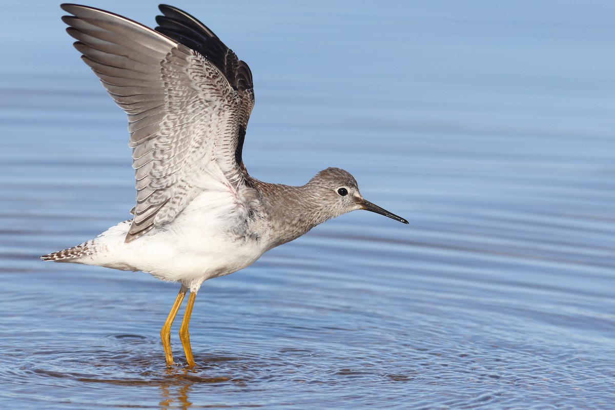 Lesser Yellowlegs - ML608893346