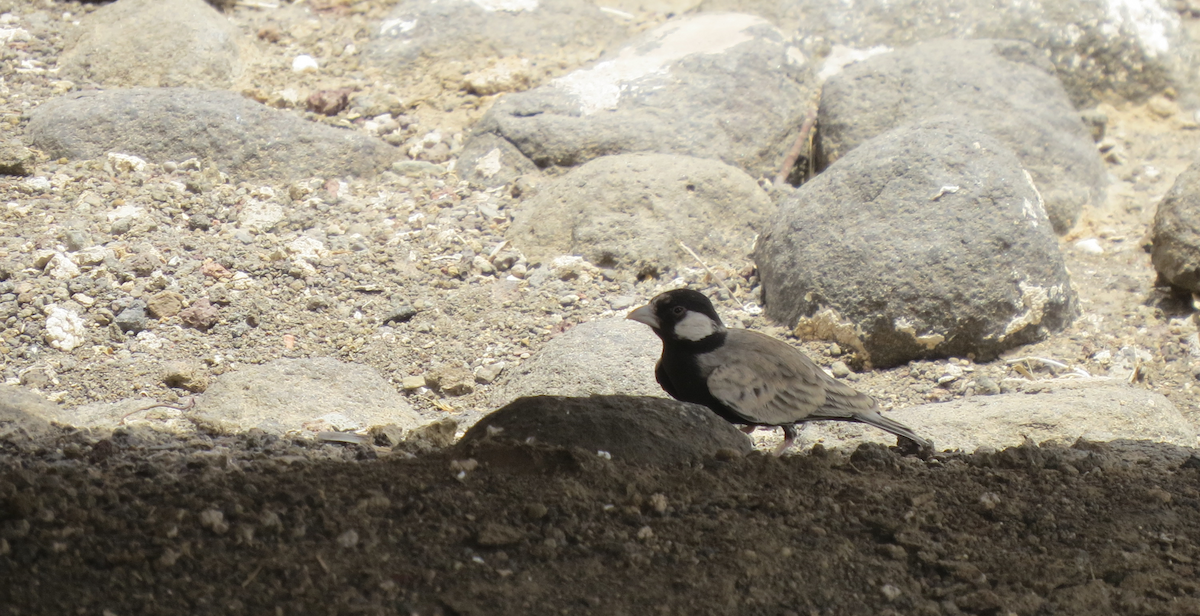 Black-crowned Sparrow-Lark - ML608893382