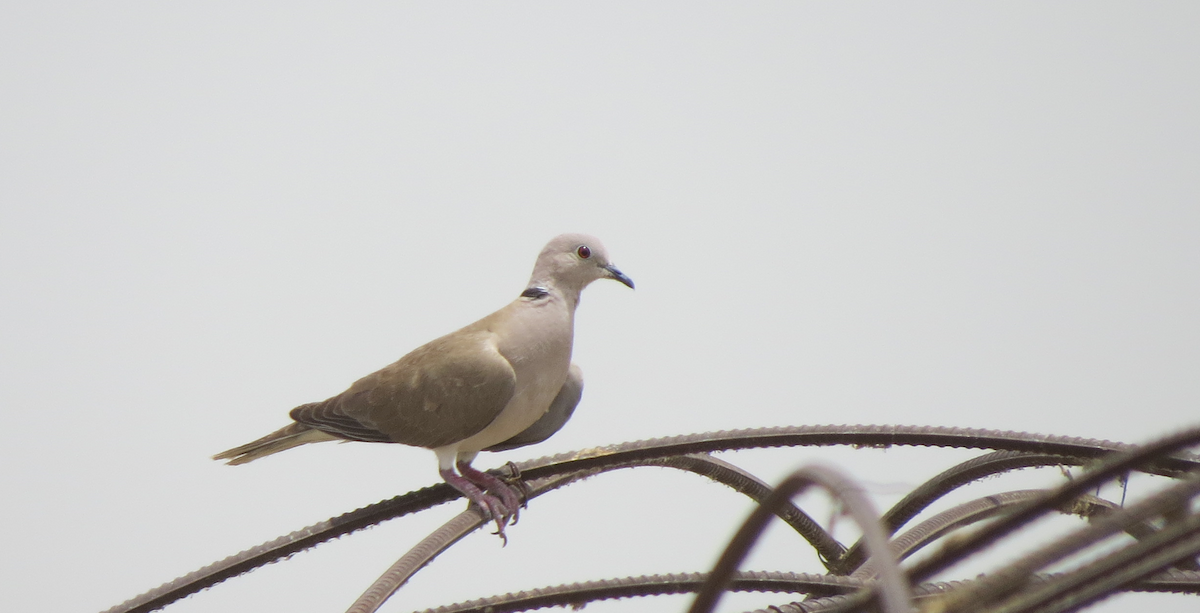 African Collared-Dove - ML608893466