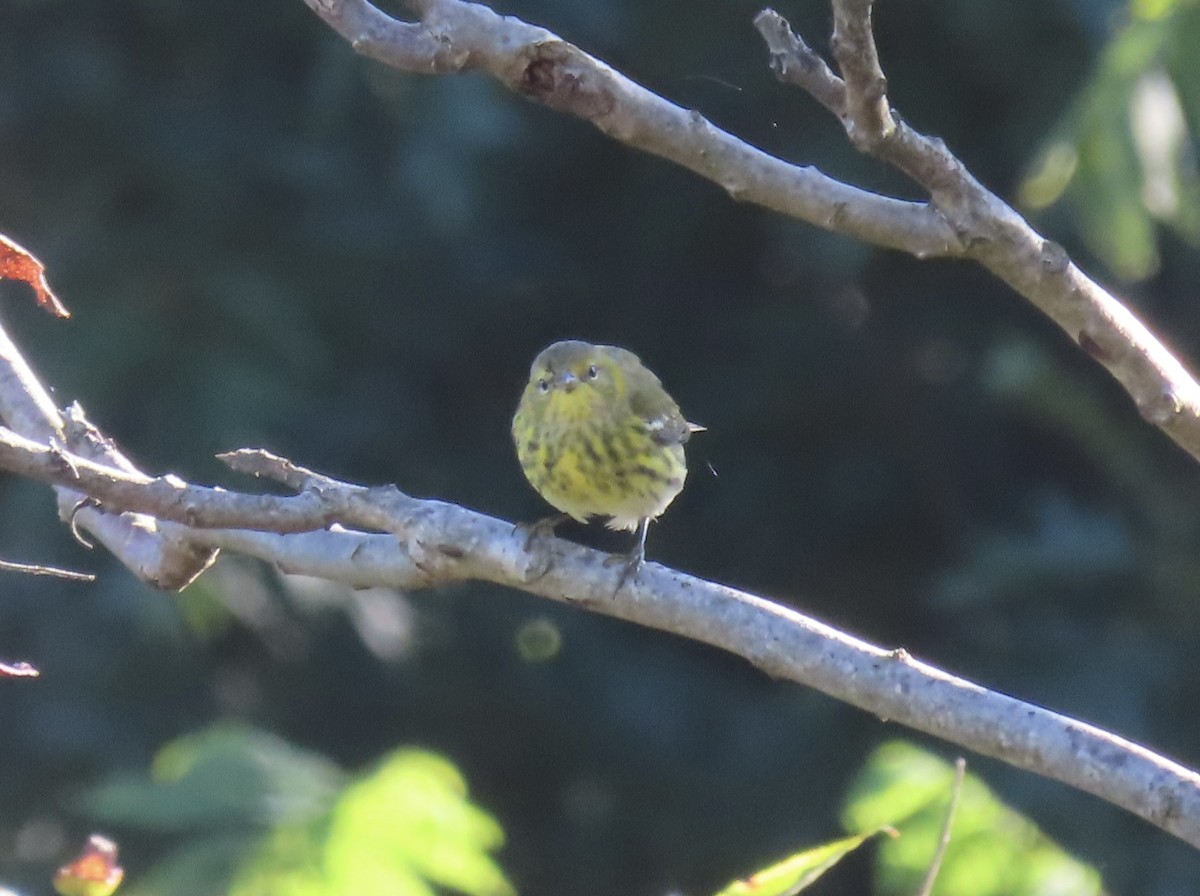 Cape May Warbler - ML608893569