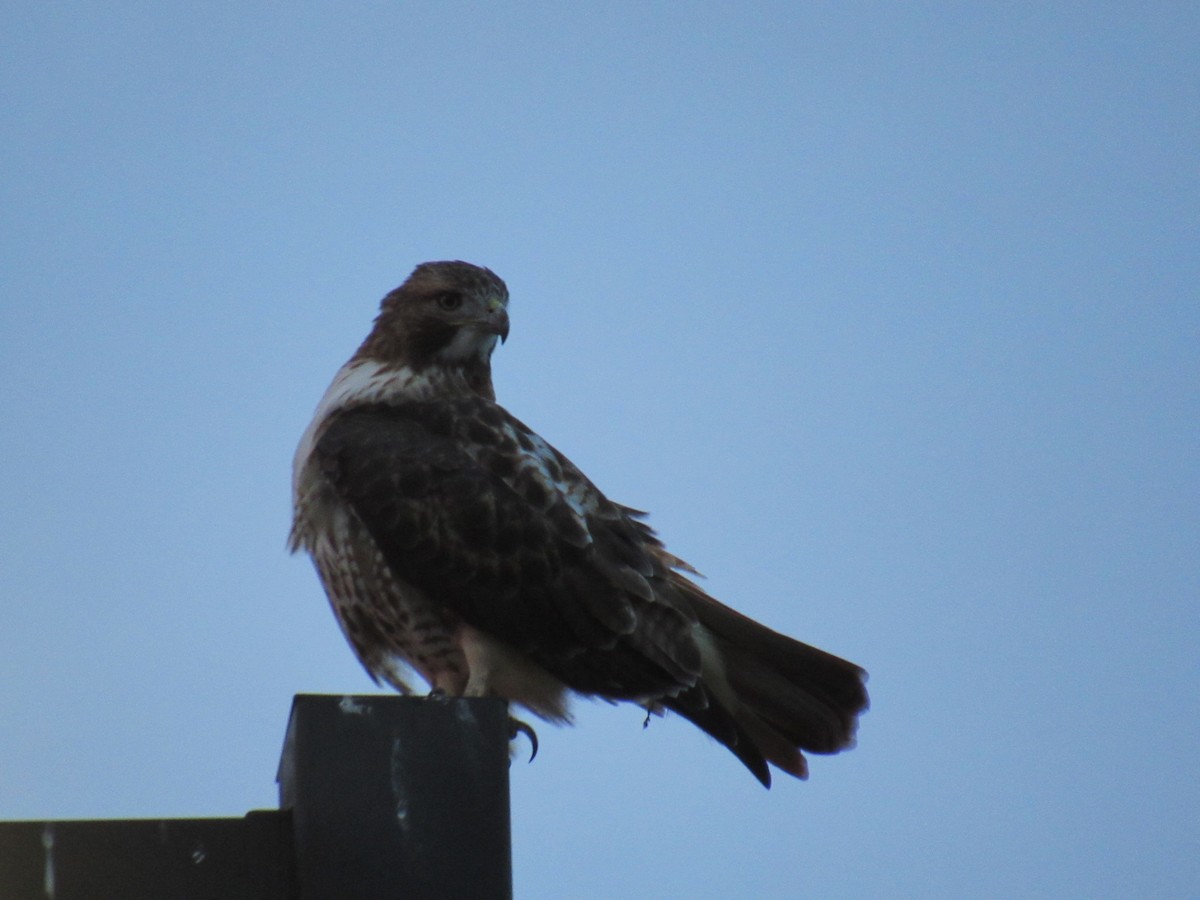 Red-tailed Hawk - ML608893582