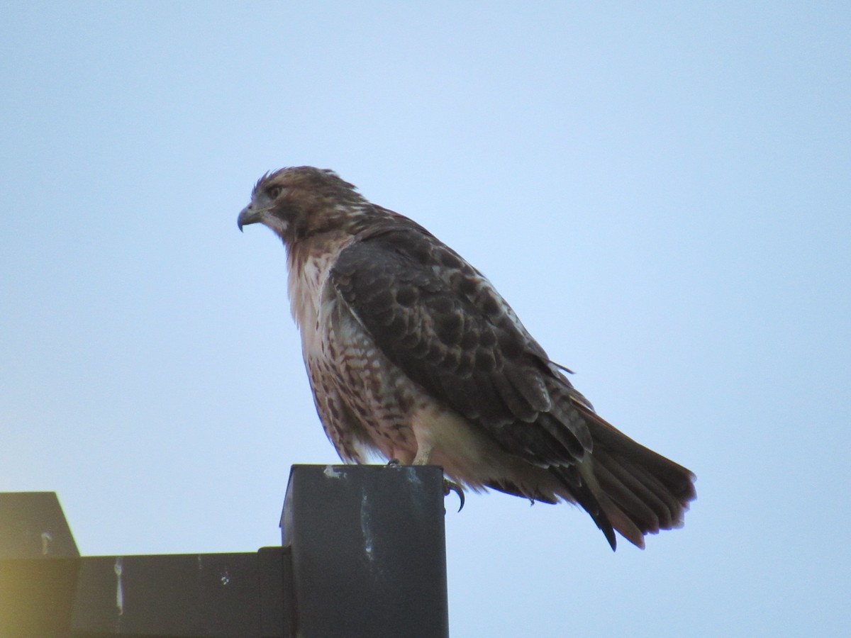 Red-tailed Hawk - ML608893584