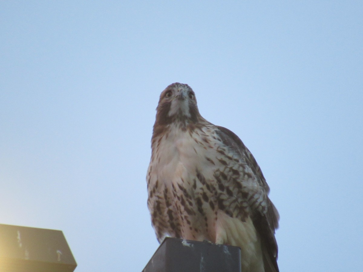 Red-tailed Hawk - ML608893585
