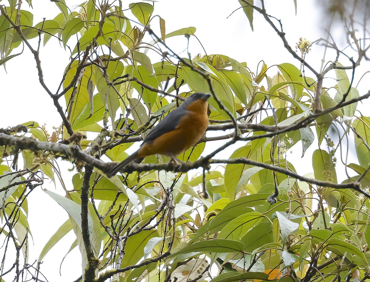 Rufous-crested Tanager - ML608894136