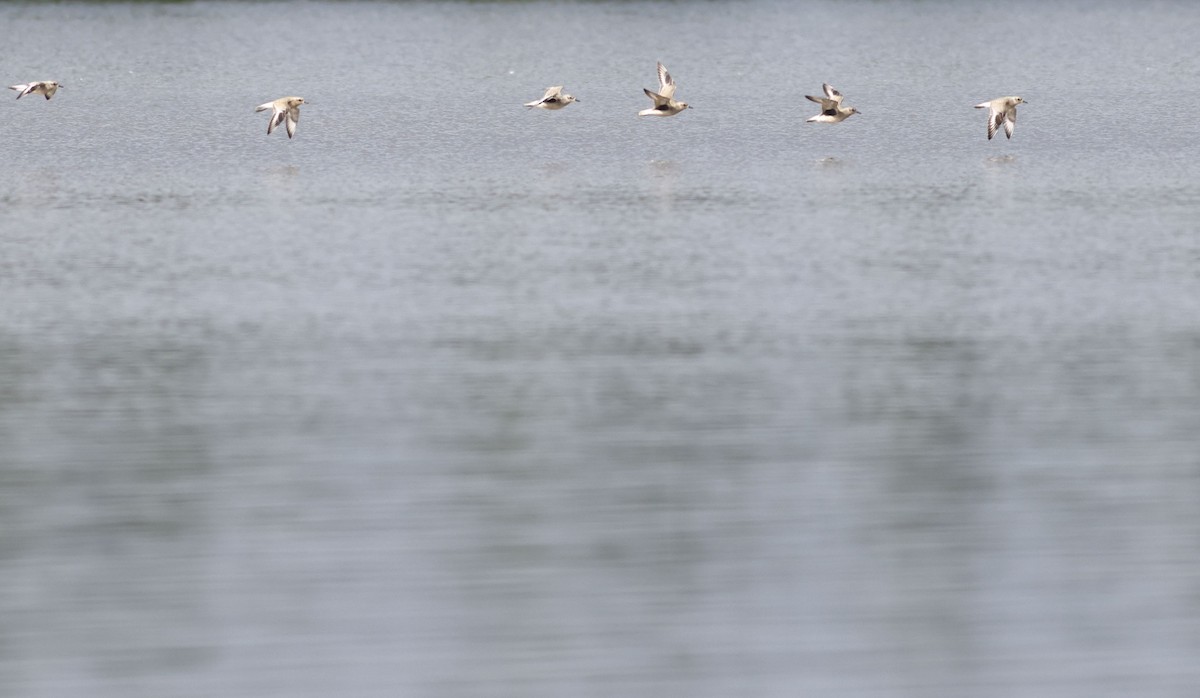 Black-bellied Plover - ML608894160