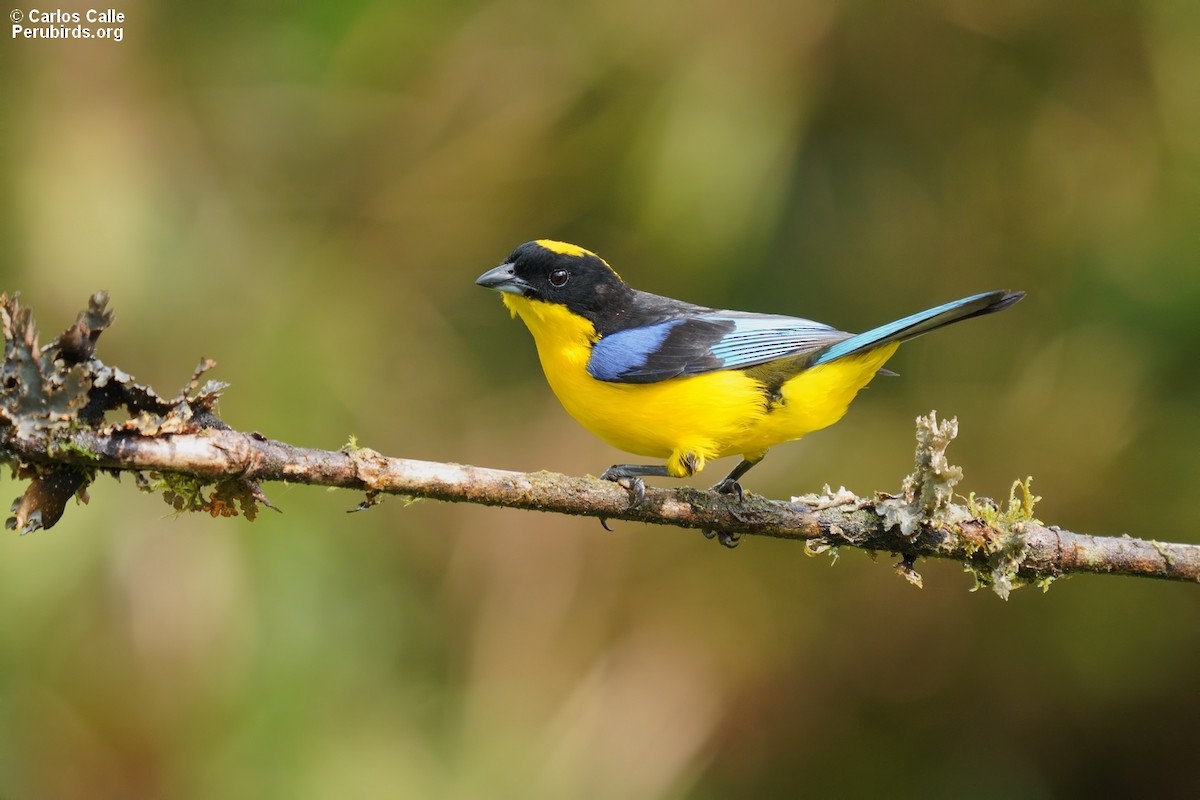 Blue-winged Mountain Tanager - ML608894372