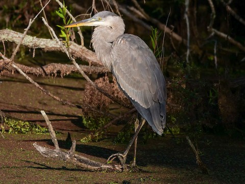 Great Blue Heron (Great Blue) - Roger Horn