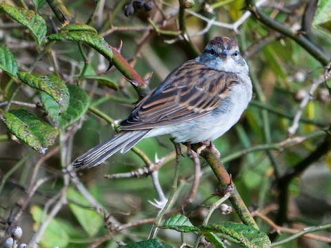 Chipping Sparrow - Roger Horn