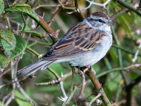 Chipping Sparrow - Roger Horn