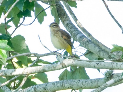 Palm Warbler (Western) - Roger Horn