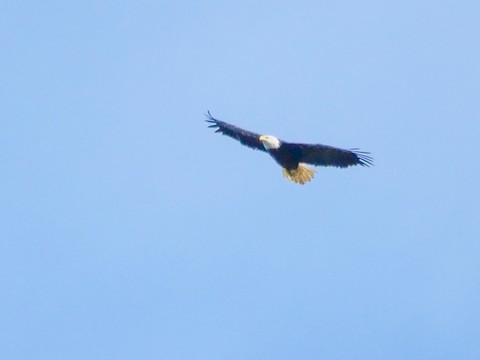 Bald Eagle - Roger Horn