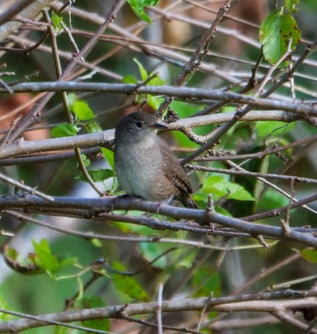 House Wren (Northern) - Roger Horn