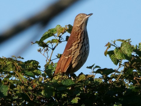 Brown Thrasher - Roger Horn