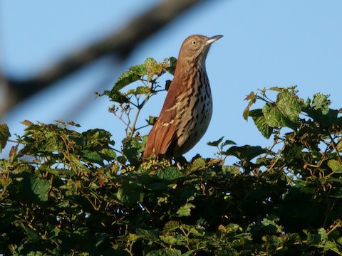 Brown Thrasher - Roger Horn