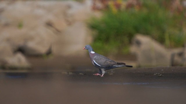 Common Wood-Pigeon - ML608894746