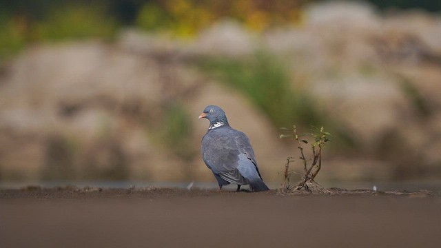 Common Wood-Pigeon - ML608894747