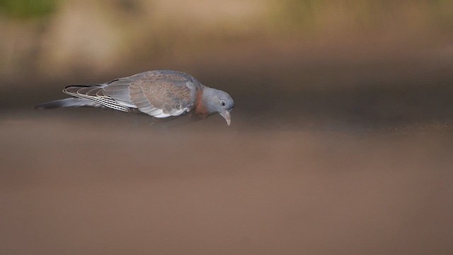 Common Wood-Pigeon - ML608894766
