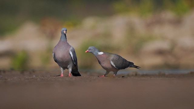 Common Wood-Pigeon - ML608894767