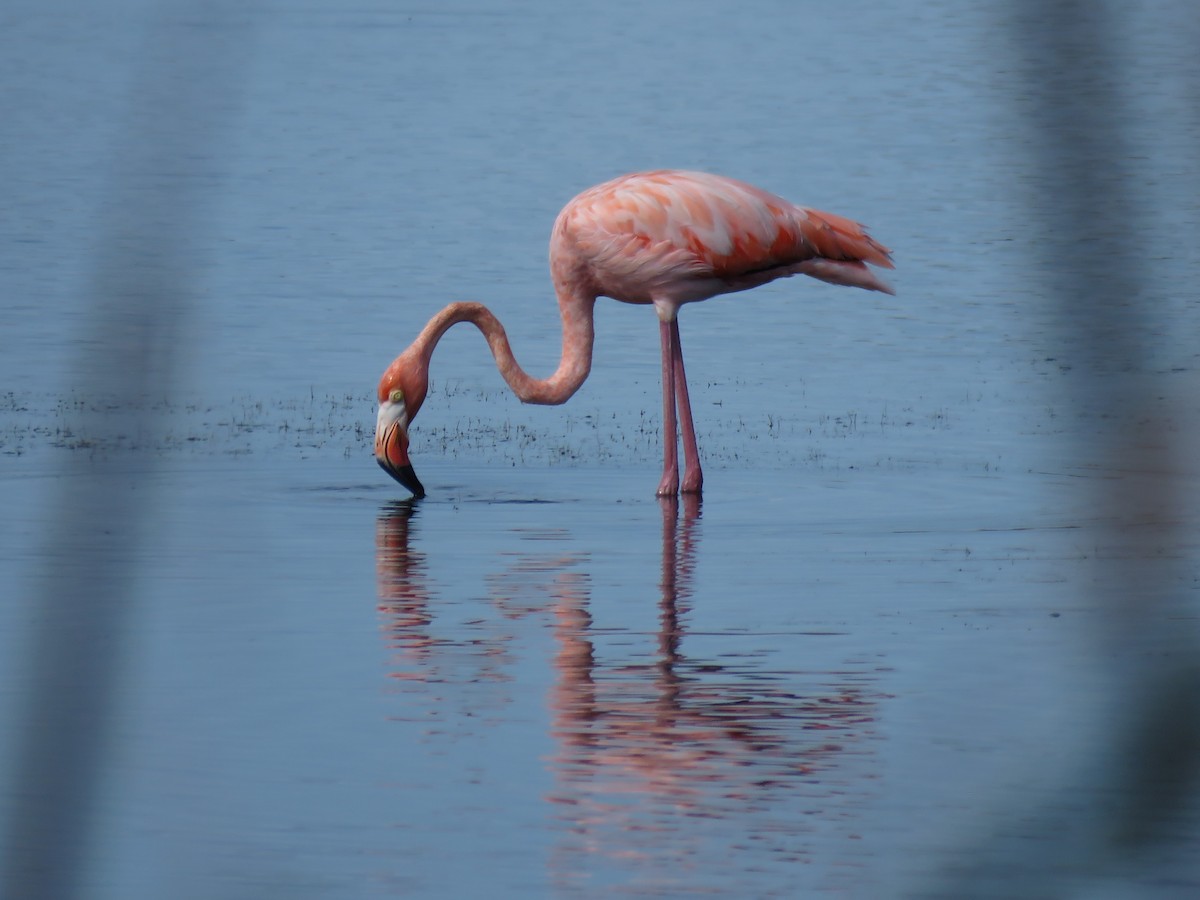 American Flamingo - Brad Dalton