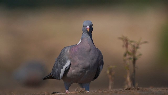 Common Wood-Pigeon - ML608894812