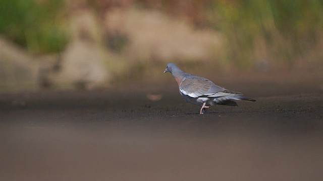 Common Wood-Pigeon - ML608894819